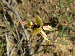 Caladenia roei