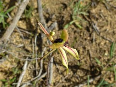 Caladenia roei