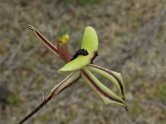 Caladenia roei