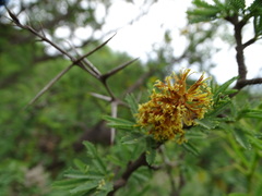 Prosopis torquata
