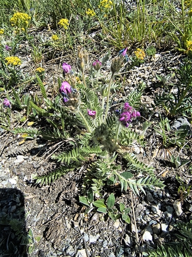 Oxytropis halleri, photograph 2
