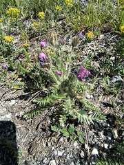 Oxytropis halleri, photograph (c) jeanjacquesgodon, some rights reserved (CC BY)
