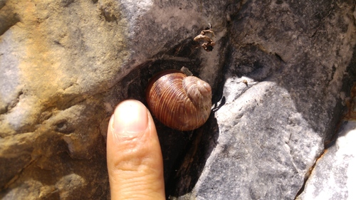 Humboldtiana nuevoleonis