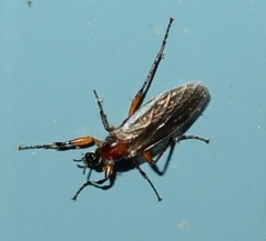 Bibio articulatus