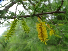 Prosopis torquata