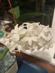 Hyacinthus