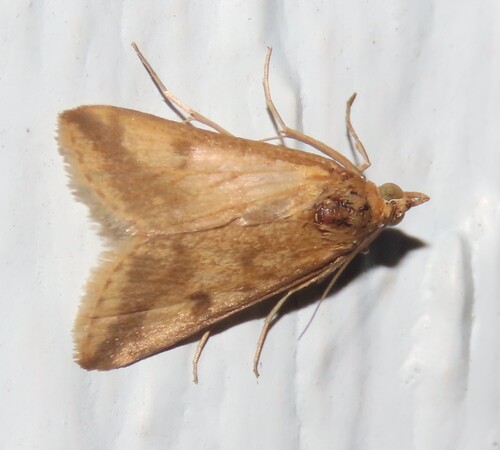 Achyra bifidalis photo 3