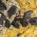Septifer bilocularis - Photo (c) Sunnetchan, algunos derechos reservados (CC BY-NC-ND), subido por Sunnetchan