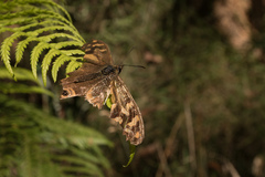 Heteronympha banksii