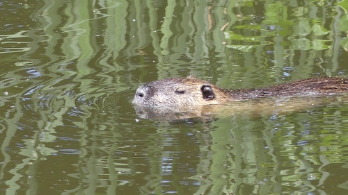 Coypu