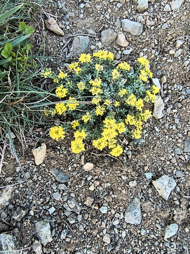 Odontarrhena alpestris, photograph 3