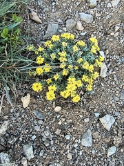 Odontarrhena alpestris, photograph Jean Jacques Godon, CC BY, iNaturalist via GBIF