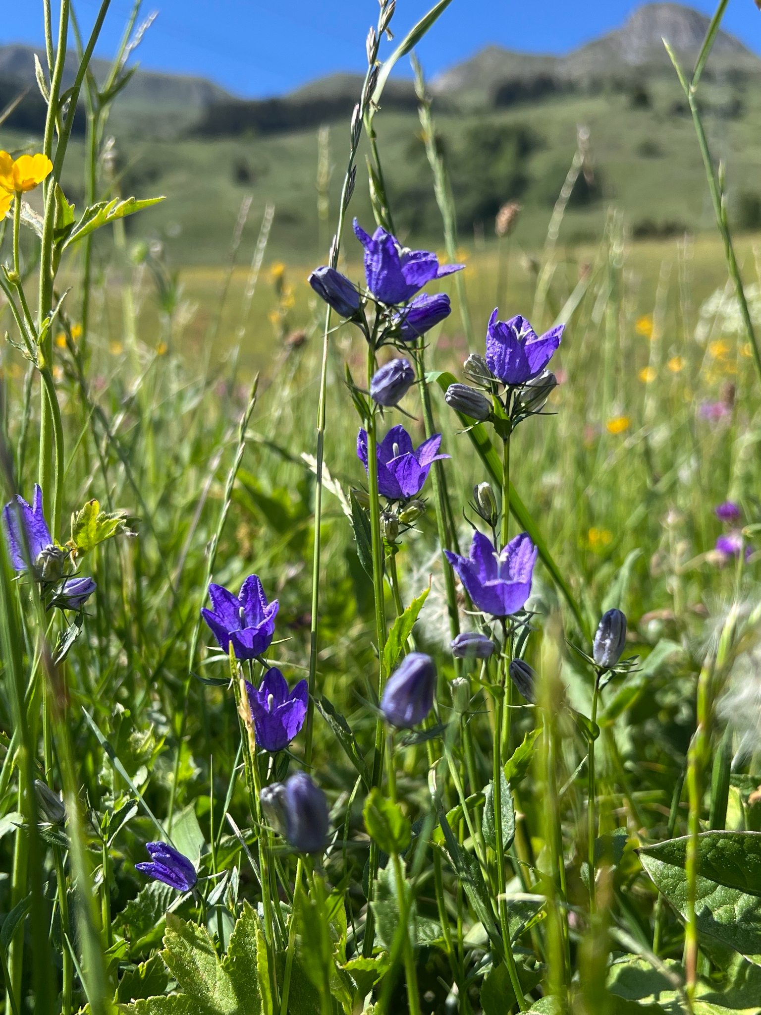 Campanilla