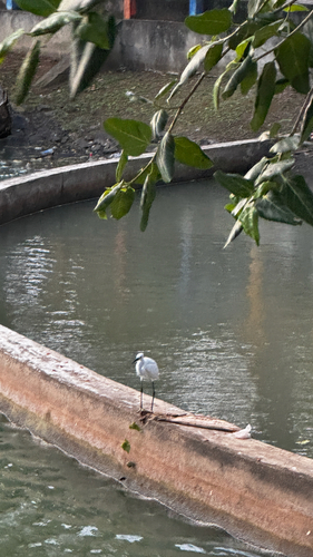 Little Egret