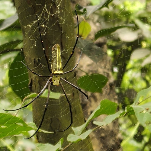 Giant Golden Orbweaver