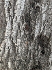 Quercus suber