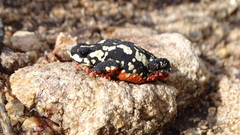 Melanophryniscus stelzneri