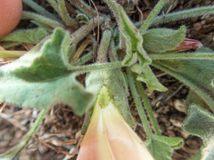 Calystegia collina oxyphylla