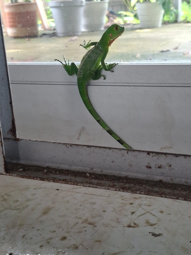Green Iguana