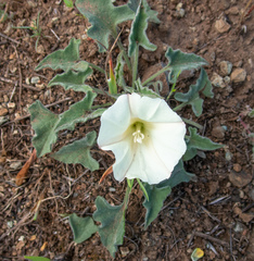 Calystegia collina oxyphylla