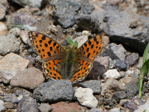 Queen of Spain Fritillary