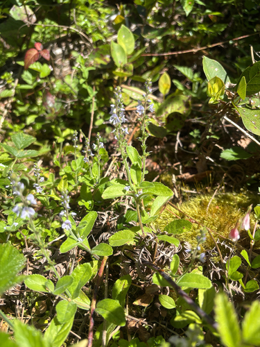 Heath Speedwell
