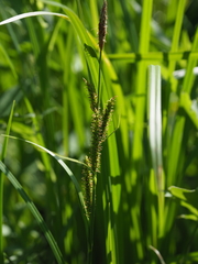Carex dispalata