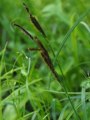 Carex sadoensis