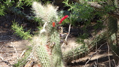 Cleistocactus baumannii