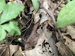 Virginia valeriae elegans