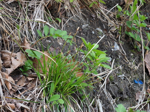 Carex blepharicarpa iNat (2)