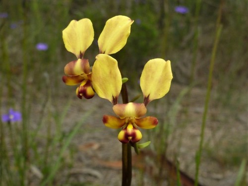 Diuris brachyscapa D.L.Jones & C.J.French