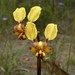 Diuris brachyscapa - Photo (c) Zig, some rights reserved (CC BY-NC-ND), uploaded by Zig