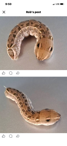 Swinhoe's Striated Hawkmoth