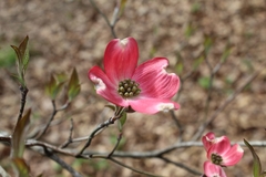 Cornus florida rubra