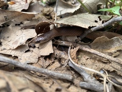 Virginia valeriae elegans