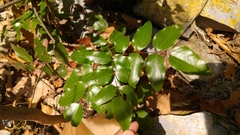 Berberis gracilis
