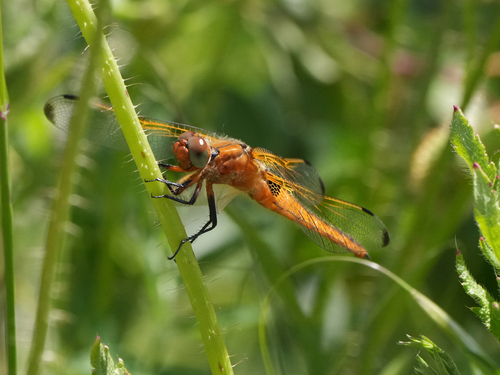 Scarce Chaser