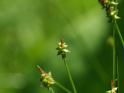 Carex fulta iNat (2)