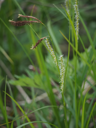 Carex glabrescens iNat (1)