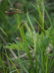 Carex glabrescens