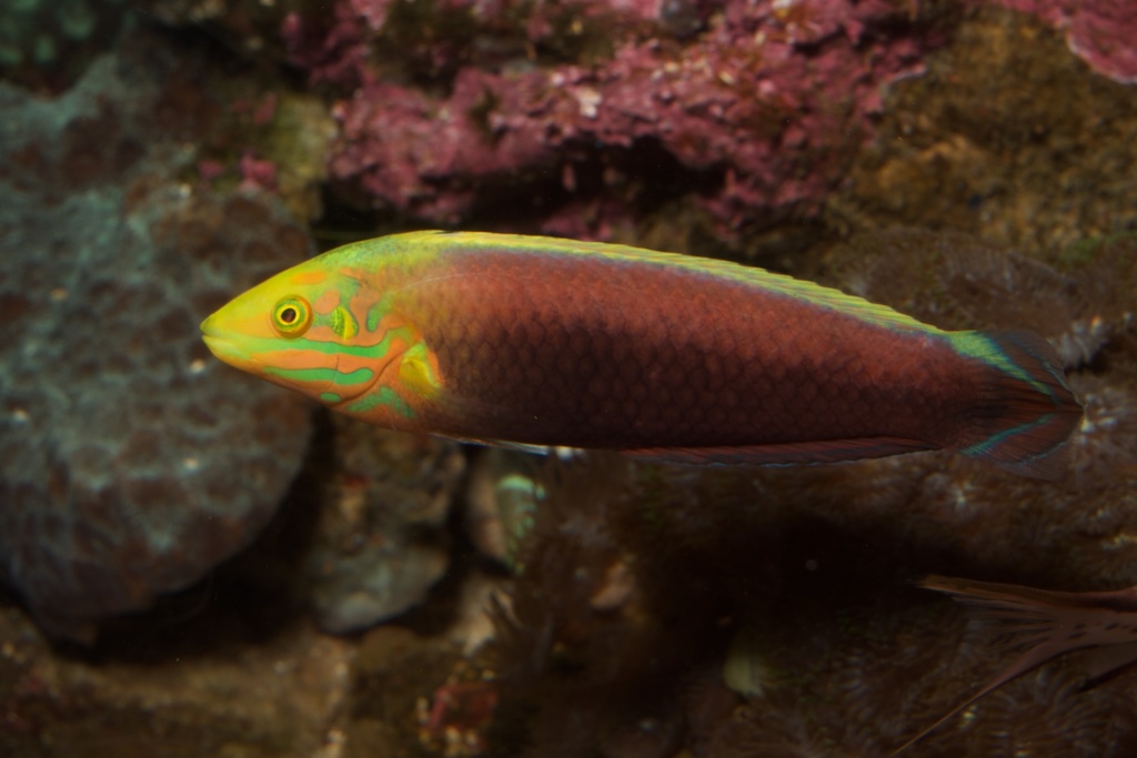 Rainbow Wrasse