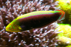 Rainbow Wrasse photo 4
