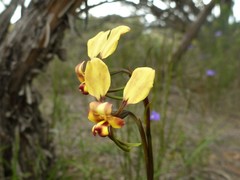 Diuris brachyscapa