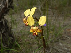 Diuris brachyscapa