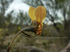 Diuris brachyscapa