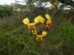 Diuris brachyscapa