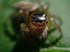 Maratus scutulatus