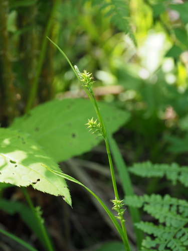Carex benkei iNat (1)