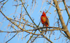 Cardinalis cardinalis